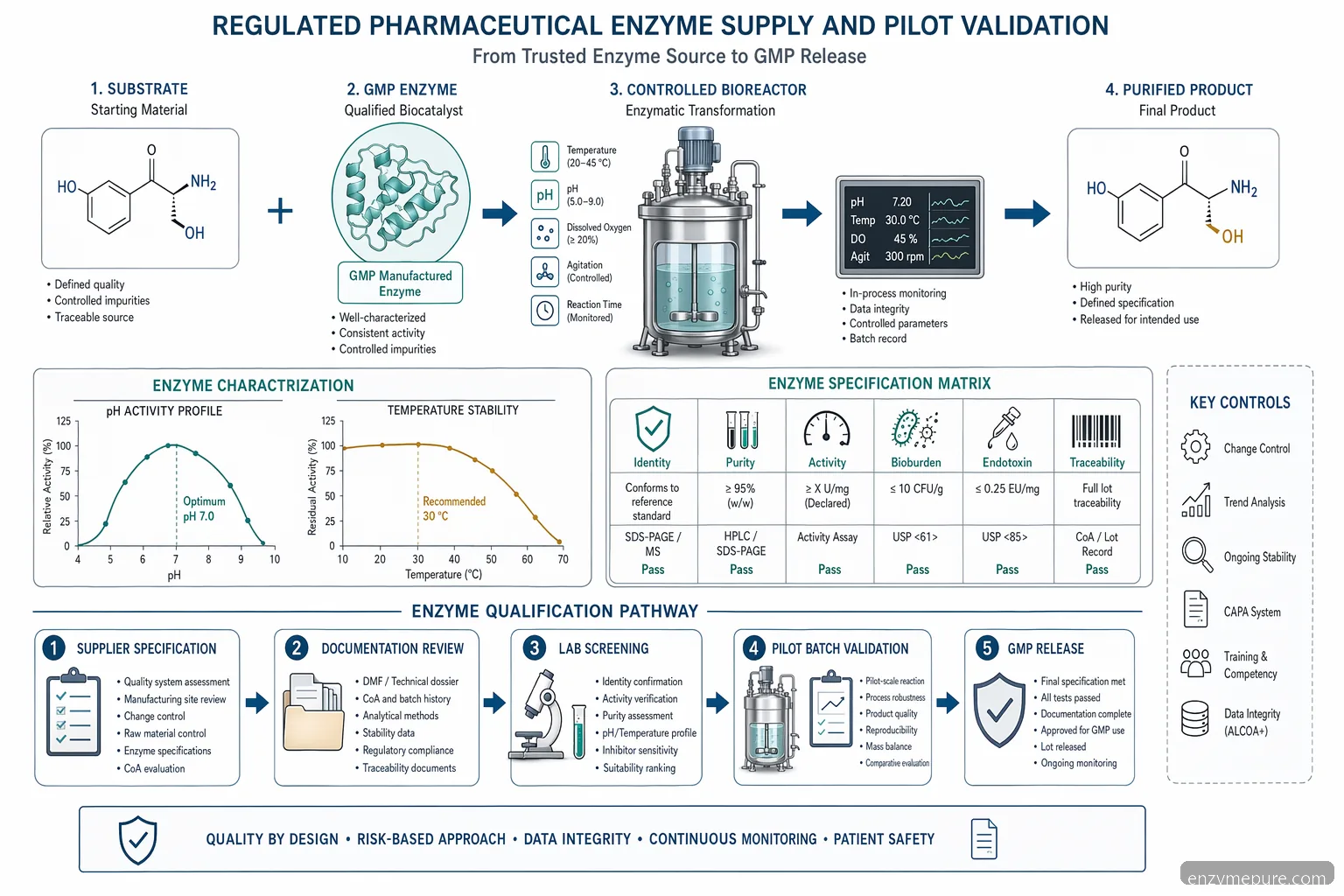 industrial gmp enzyme pharmaceutical supply process showing specs, QA documents, reaction flow, and pilot validation